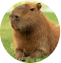 Foto de perfil com uma capivara