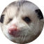 Foto de perfil de um opossum