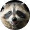 Foto de perfil de um raccoon