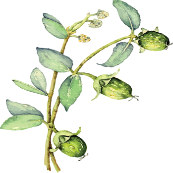 PROPRIEDADES ÓLEO VEGETAL DE JOJOBA