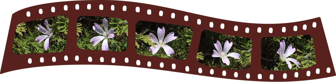 Separador com imagens. Ilustração de rolo de filme com fotografias de flores