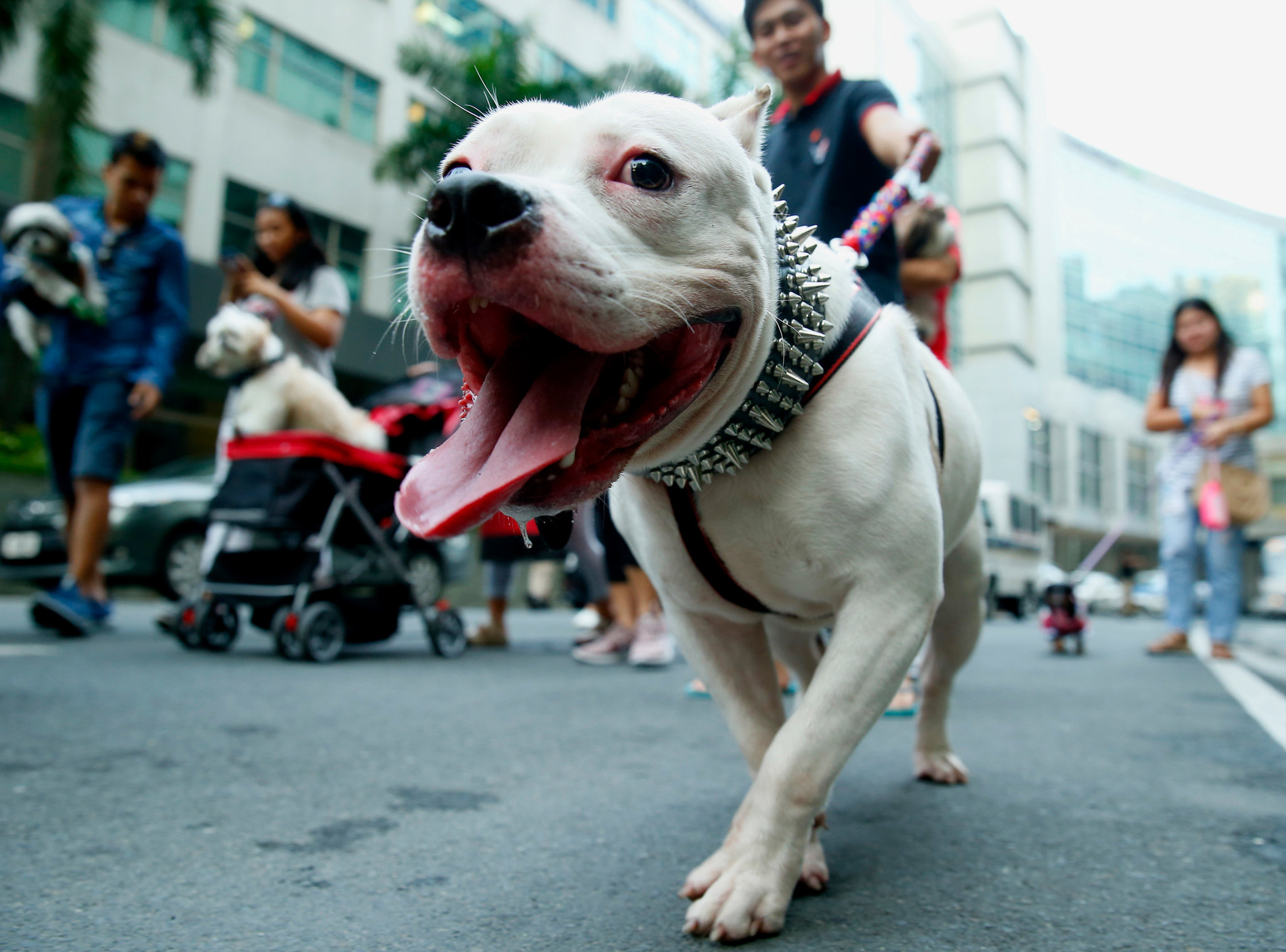pibble enorme