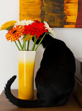 Bring life to your home