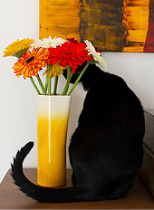 Bring life to your home