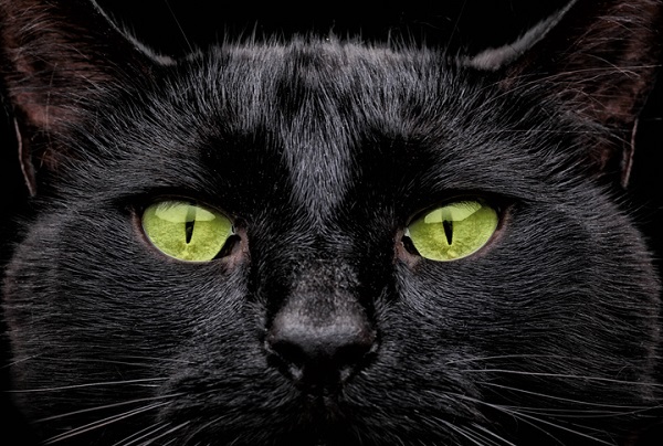 gato preto