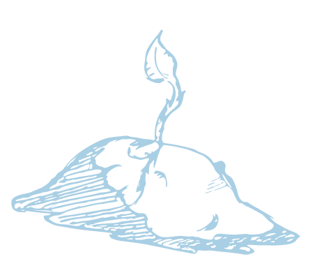 drawing of a small plant