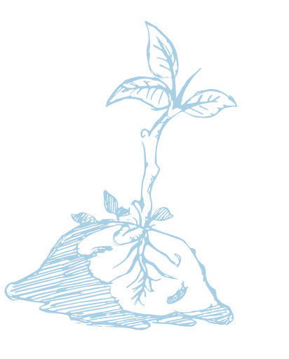 drawing of a grown plant