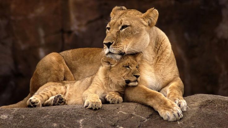 Image of a female lion and her cub