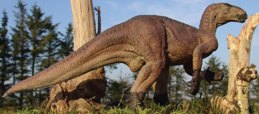 Iguanodon sp.