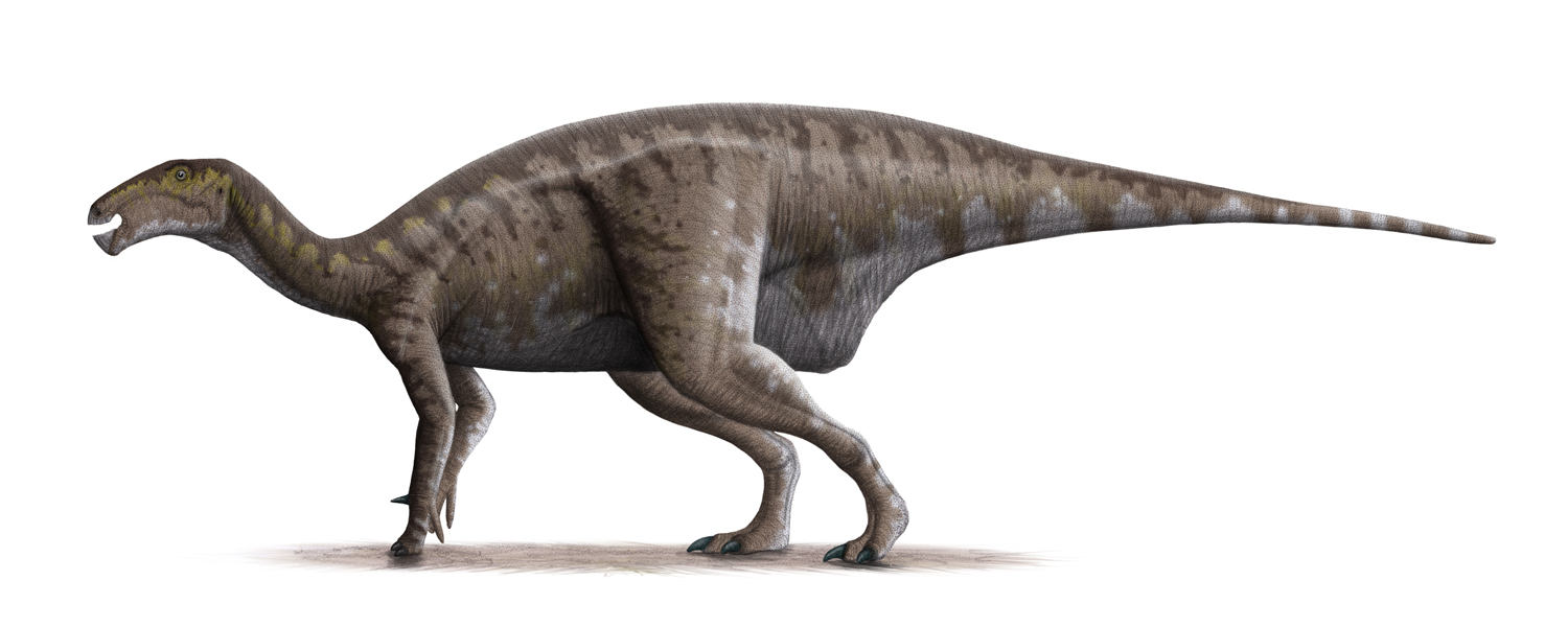 Iguanodon sp.