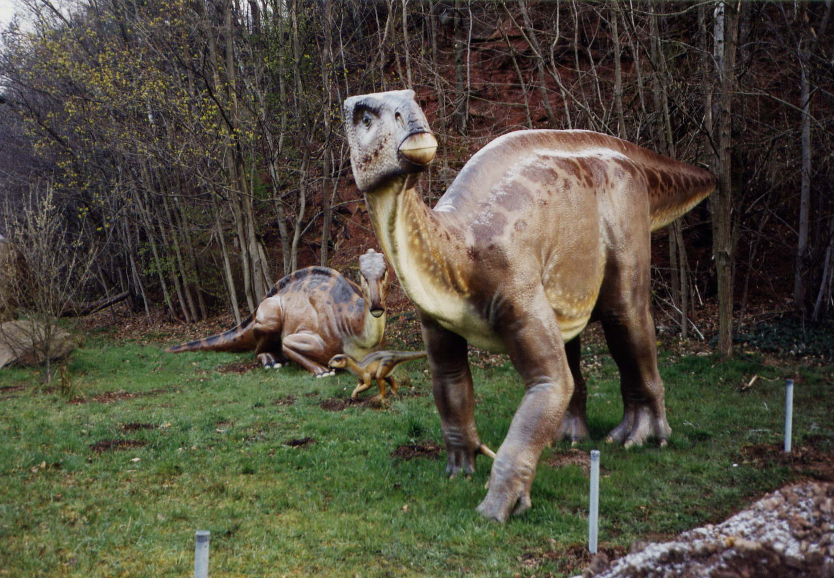 Iguanodon sp.