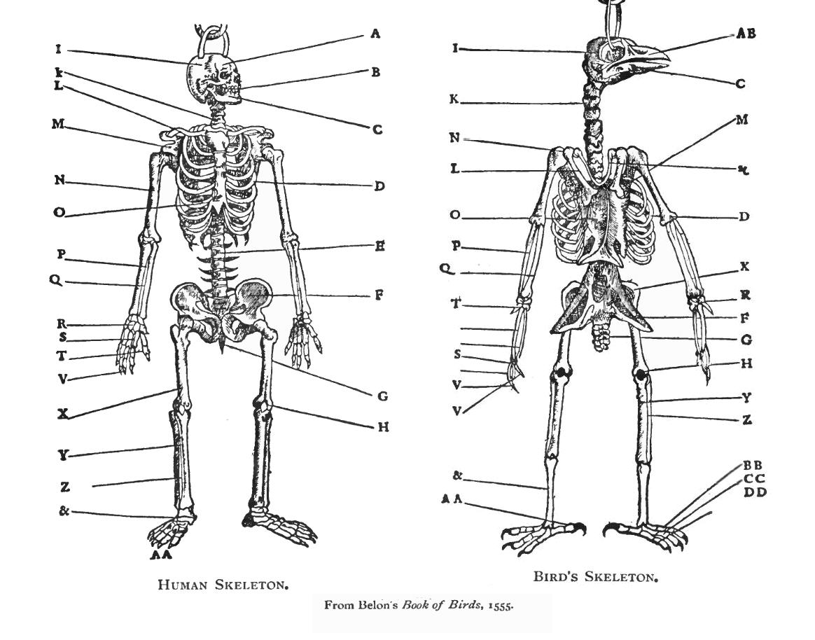 Skeletons