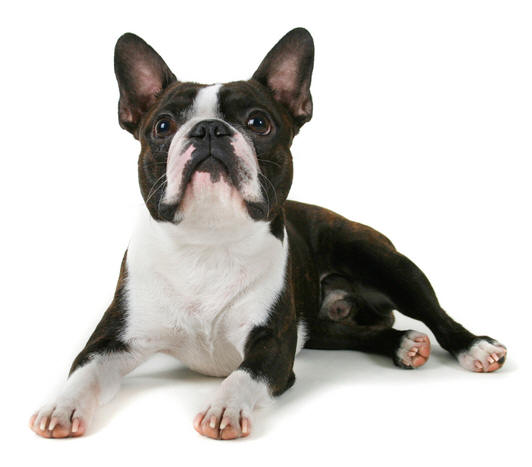 bostonterrier