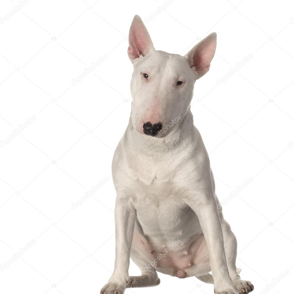 bullterrier