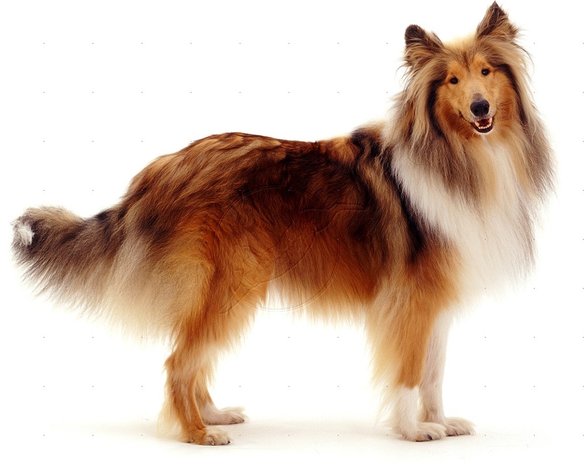 collie