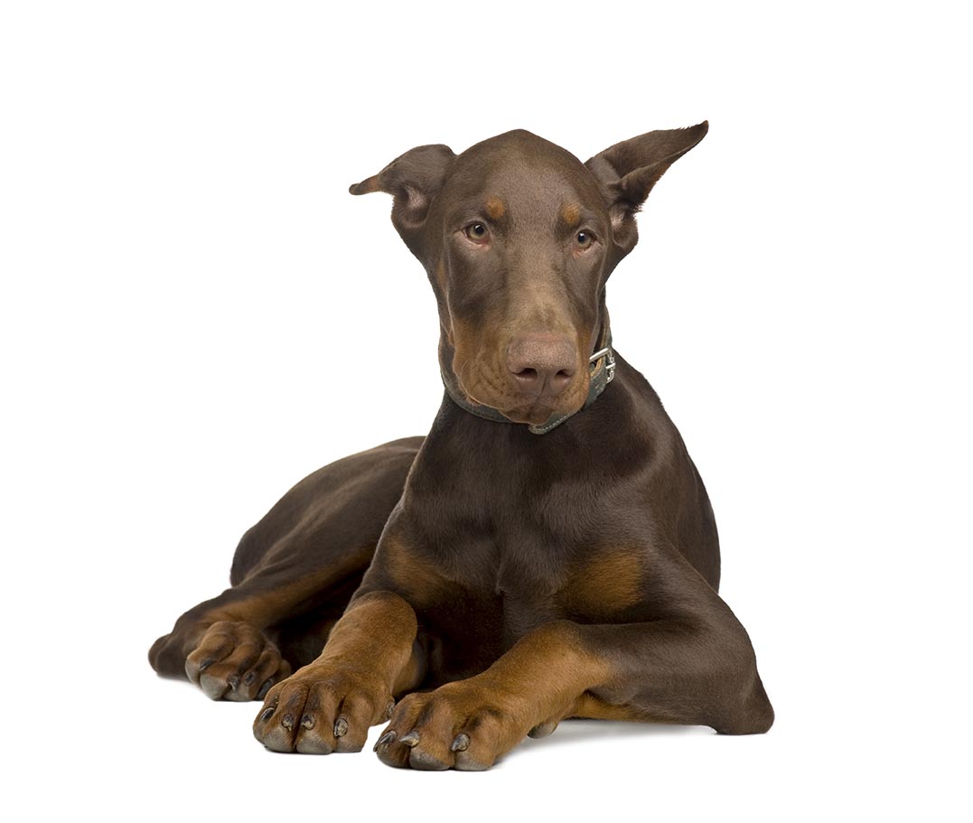 doberman