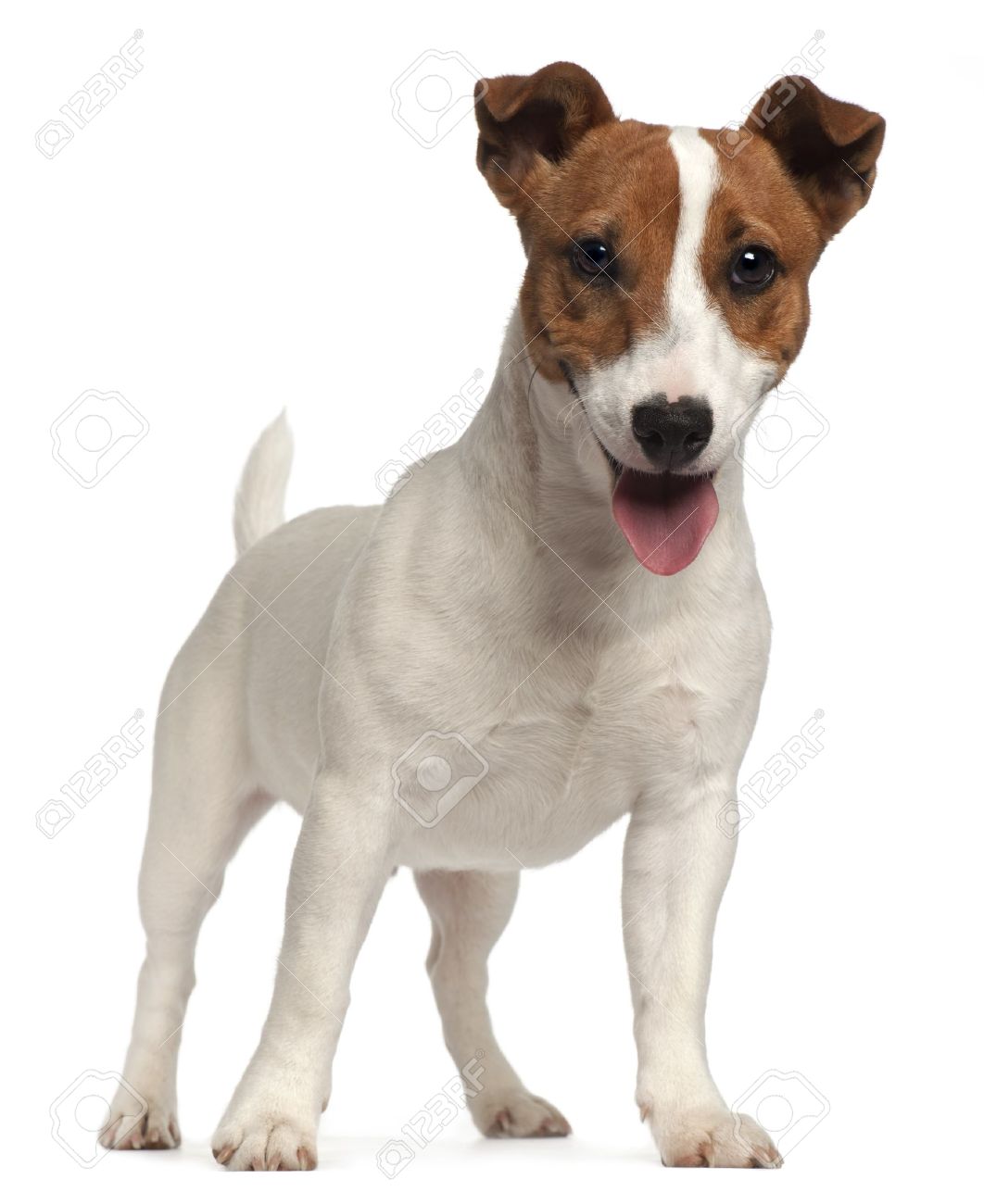 jackrussel