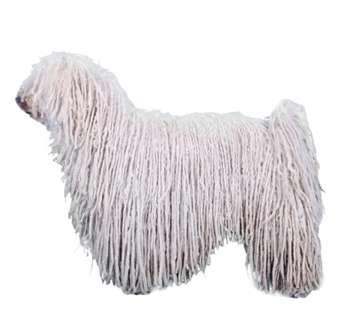 komondor