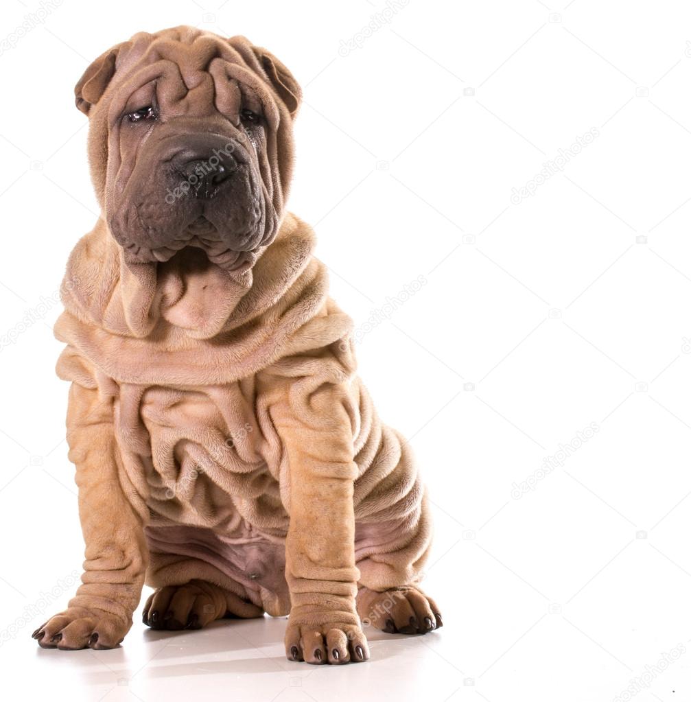 sharpei