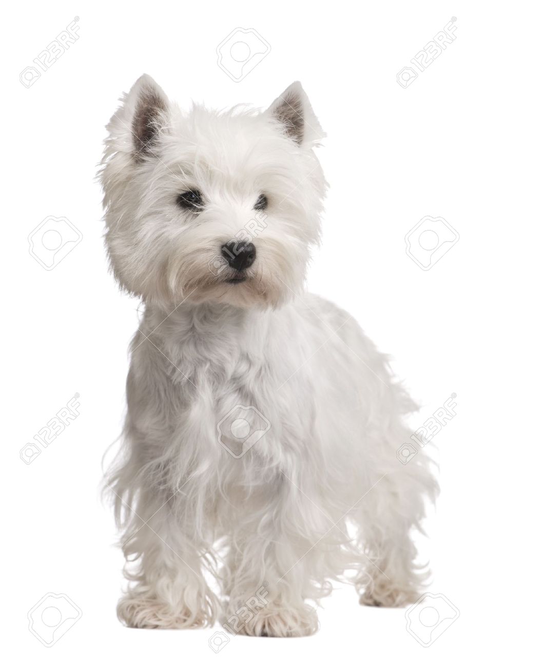 westie