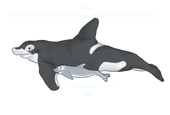 Tamanho de uma orca vs tamanho de um golfinho