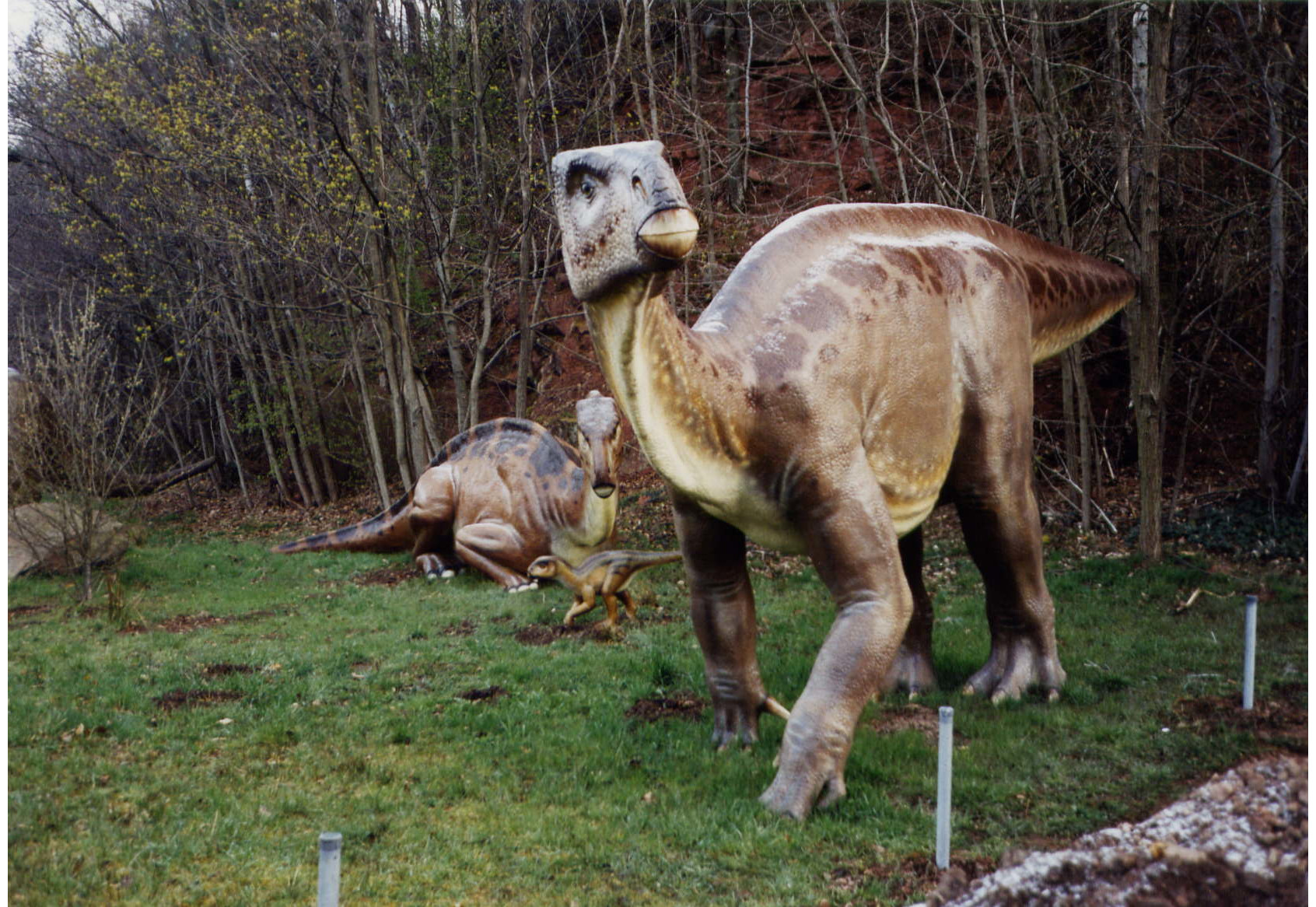 Iguanodon sp.