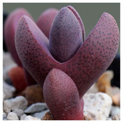 pleiospilos