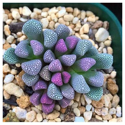 titanopsis