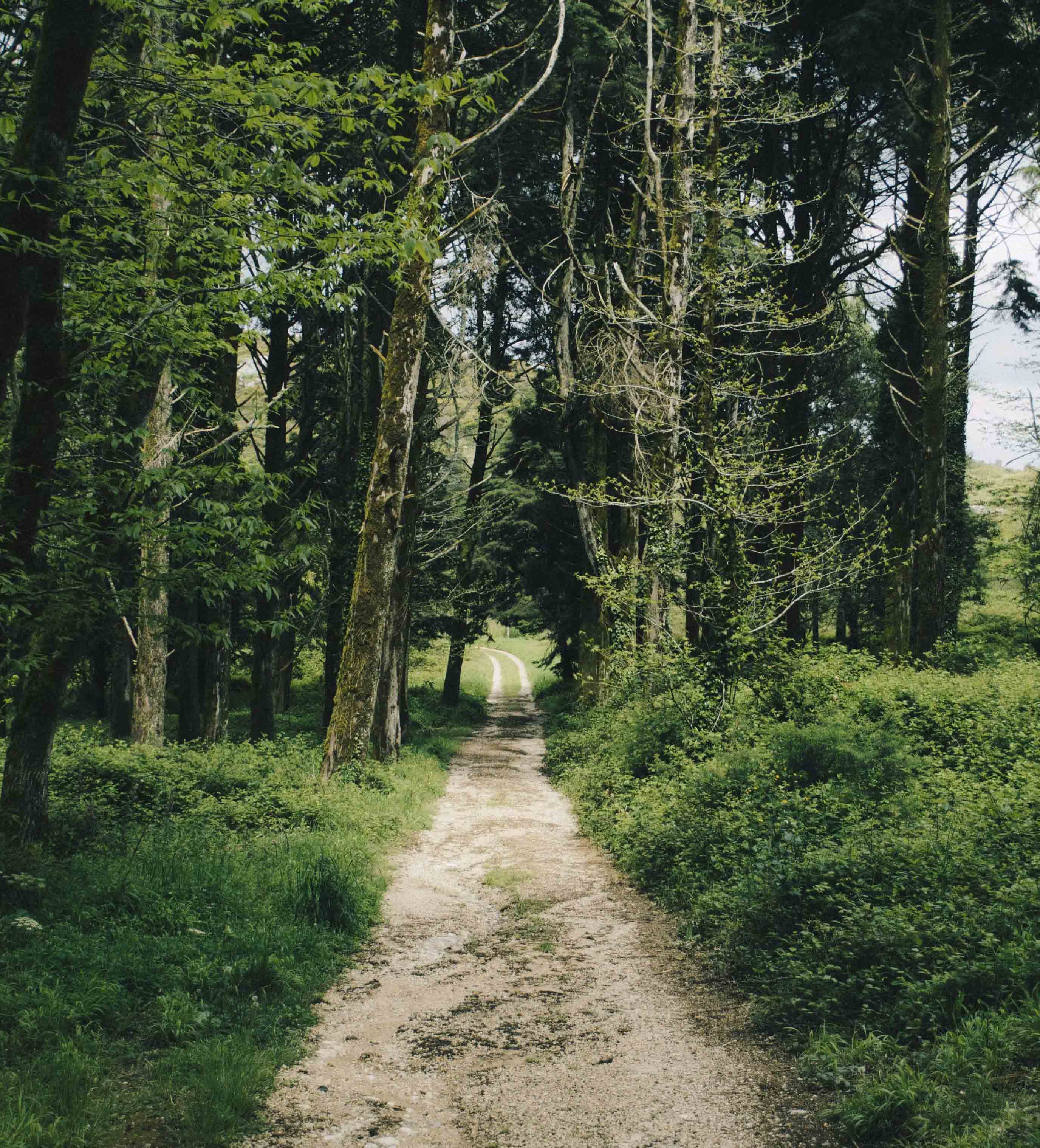 caminho-floresta